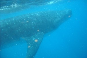whale shark cancun