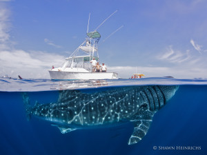 whale shark tours cancun