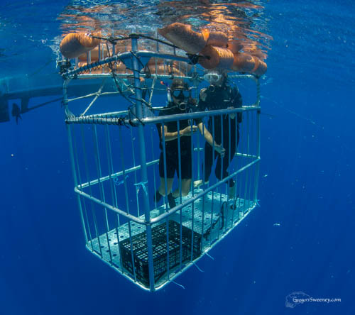 shark cage diving cancun