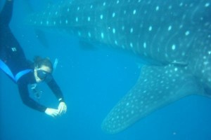 whale shark diving cancun