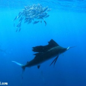 cancun sailfish charter