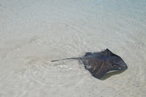 manta rays cancun