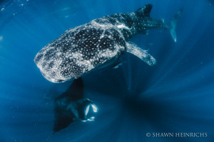 Manta Whale Sharks Cancun